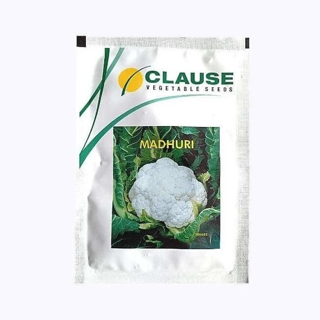 Madhuri Cauliflower Seeds - HM Clause | Buy Online at Best Price