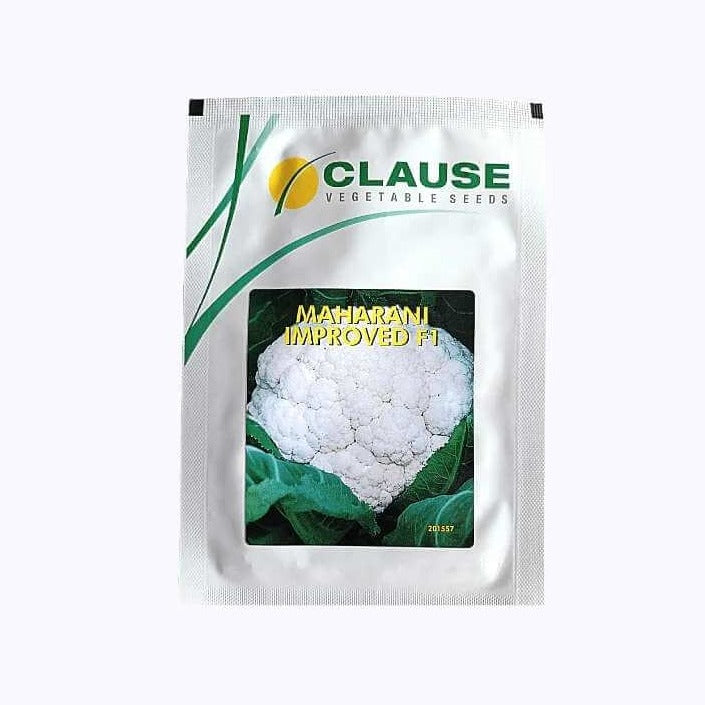 Maharani Improved Cauliflower Seeds - HM Clause | Buy Online Now