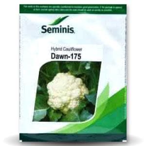 Dawn 175 Cauliflower Seeds - Seminis | F1 Hybrid | Buy Online Now