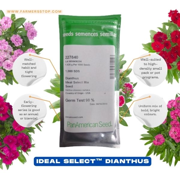 Dianthus Ideal Select Mix Seeds - PanAmerican | F1 Hybrid | Buy Online at Best Price