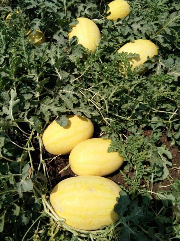 Vishala Watermelon Seeds - Known You | F1 Hybrid | Buy Online Now