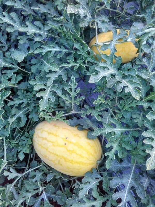 Vishala Watermelon Seeds - Known You | F1 Hybrid | Buy Online Now