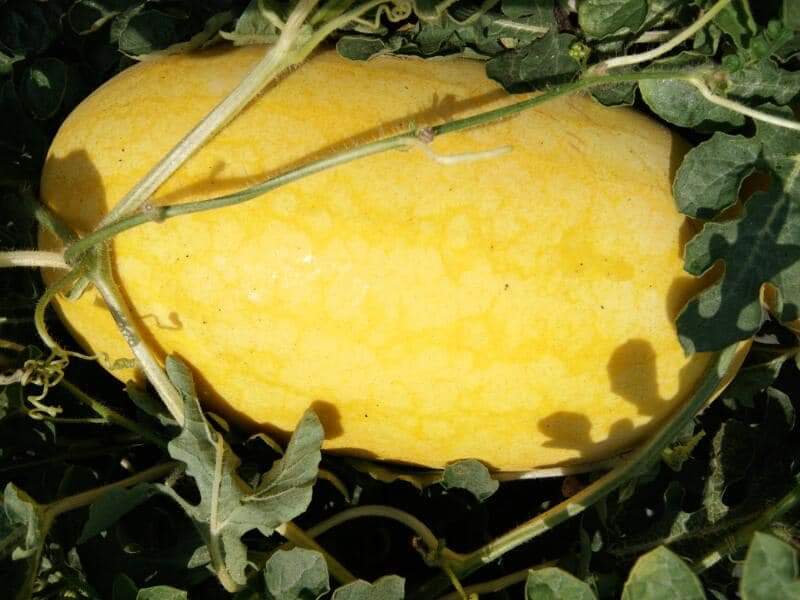 Vishala Watermelon Seeds - Known You | F1 Hybrid | Buy Online Now