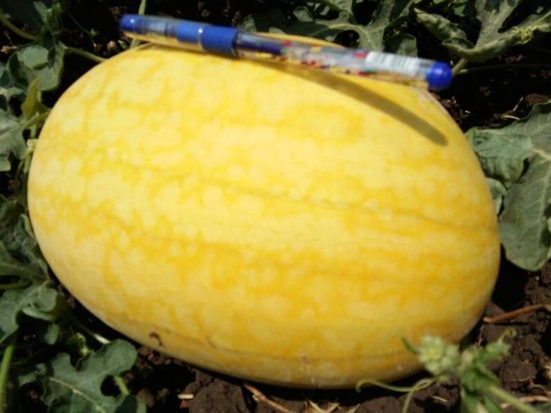 Vishala Watermelon Seeds - Known You | F1 Hybrid | Buy Online Now