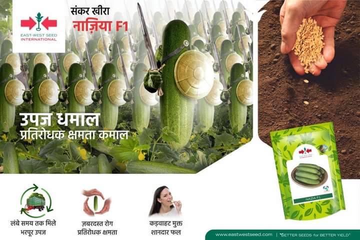 Nazia Cucumber Seeds - East West | F1 Hybrid | Buy Online at Best Price