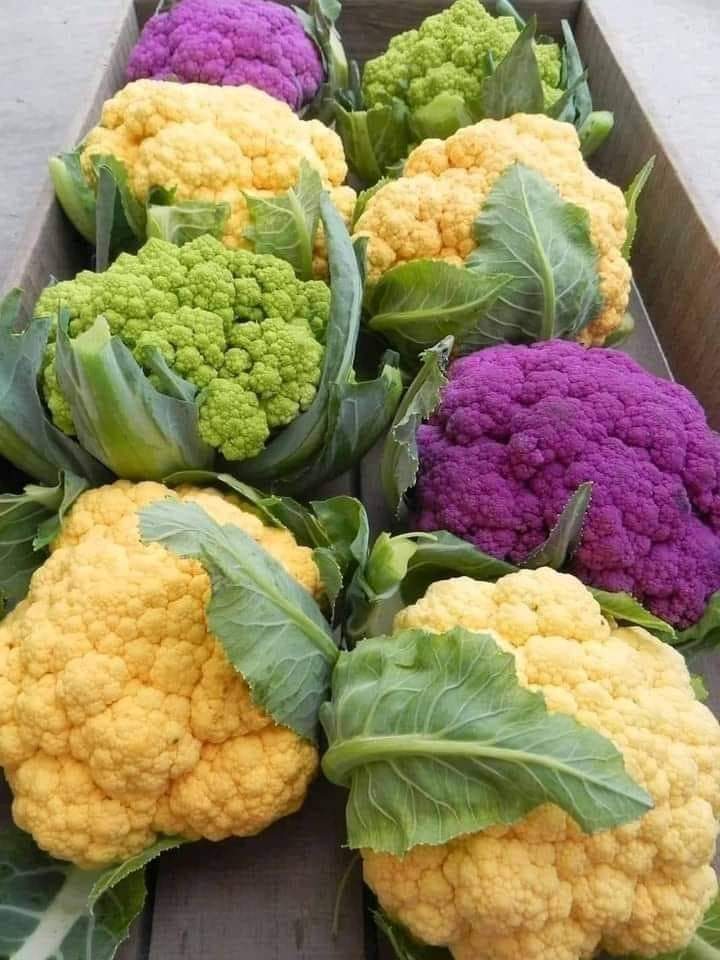 Valentena Cauliflower Seeds - Syngenta | F1 Hybrid | Buy Online at Best Price