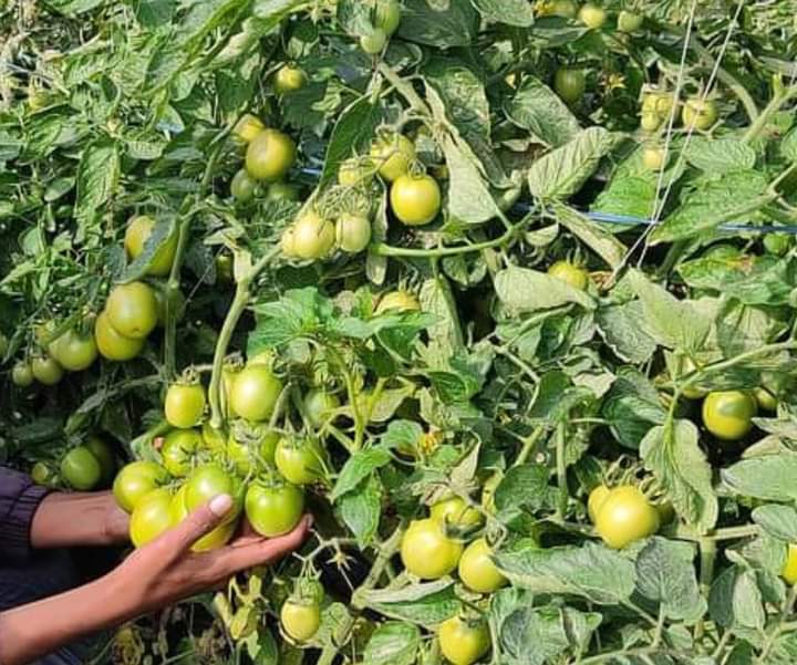 KYI-133 Tomato Seeds - Known You | F1 Hybrid | Buy Online at Best Price