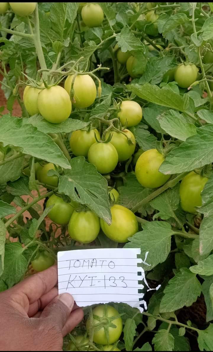 KYI-133 Tomato Seeds - Known You | F1 Hybrid | Buy Online at Best Price