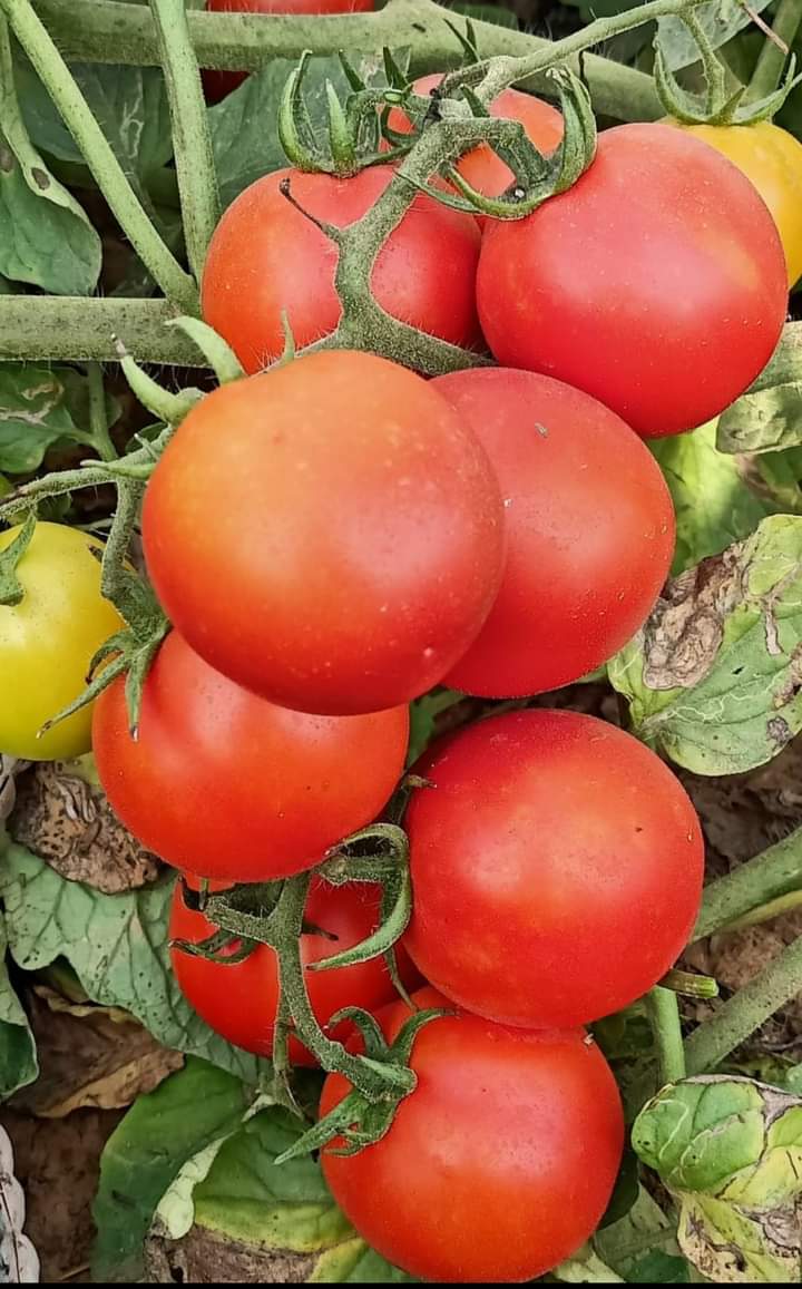 KYI-133 Tomato Seeds - Known You | F1 Hybrid | Buy Online at Best Price