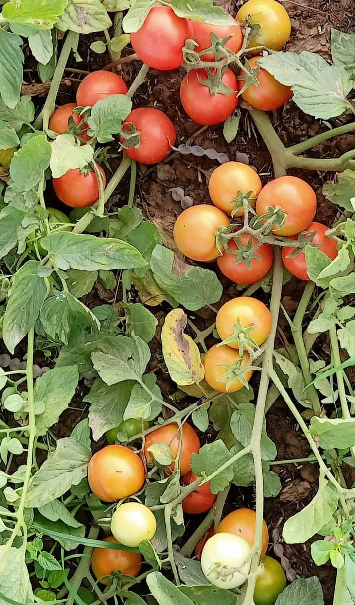 KYI-133 Tomato Seeds - Known You | F1 Hybrid | Buy Online at Best Price