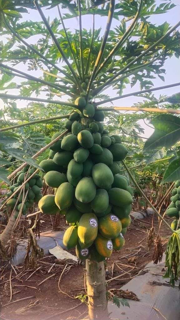 Red Baby Papaya Seeds - Known You | F1 Hybrid | Buy Online - DesiKheti