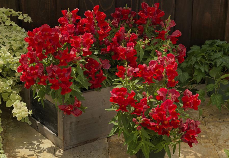 Antirrhinum Floral Showers Seeds - Sakata | F1 Hybrid | Buy Online at Best Price