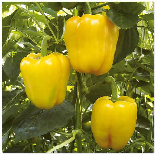 Indus 1504 Yellow Capsicum Seeds | F1 Hybrid | Buy Online at Best Price