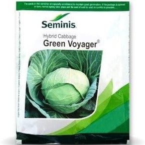 Green Voyager Cabbage Seeds - Seminis | F1 Hybrid | Buy Online Now