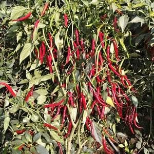 Bhavani Chilli Seeds - Fito | F1 Hybrid | Buy Online at Best Price