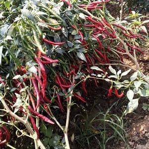 Bhavani Chilli Seeds - Fito | F1 Hybrid | Buy Online at Best Price