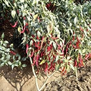 Bhavani Chilli Seeds - Fito | F1 Hybrid | Buy Online at Best Price