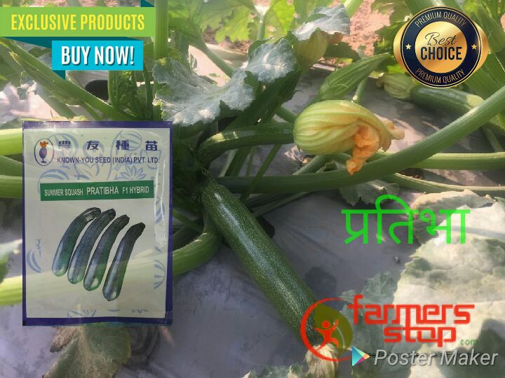 Pratibha Summer Squash Seeds - Known You | F1 Hybrid | Buy Online at Best Price