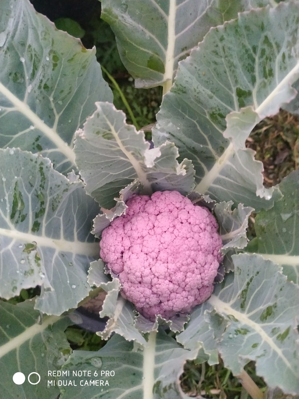 Valentena Cauliflower Seeds - Syngenta | F1 Hybrid | Buy Online at Best Price