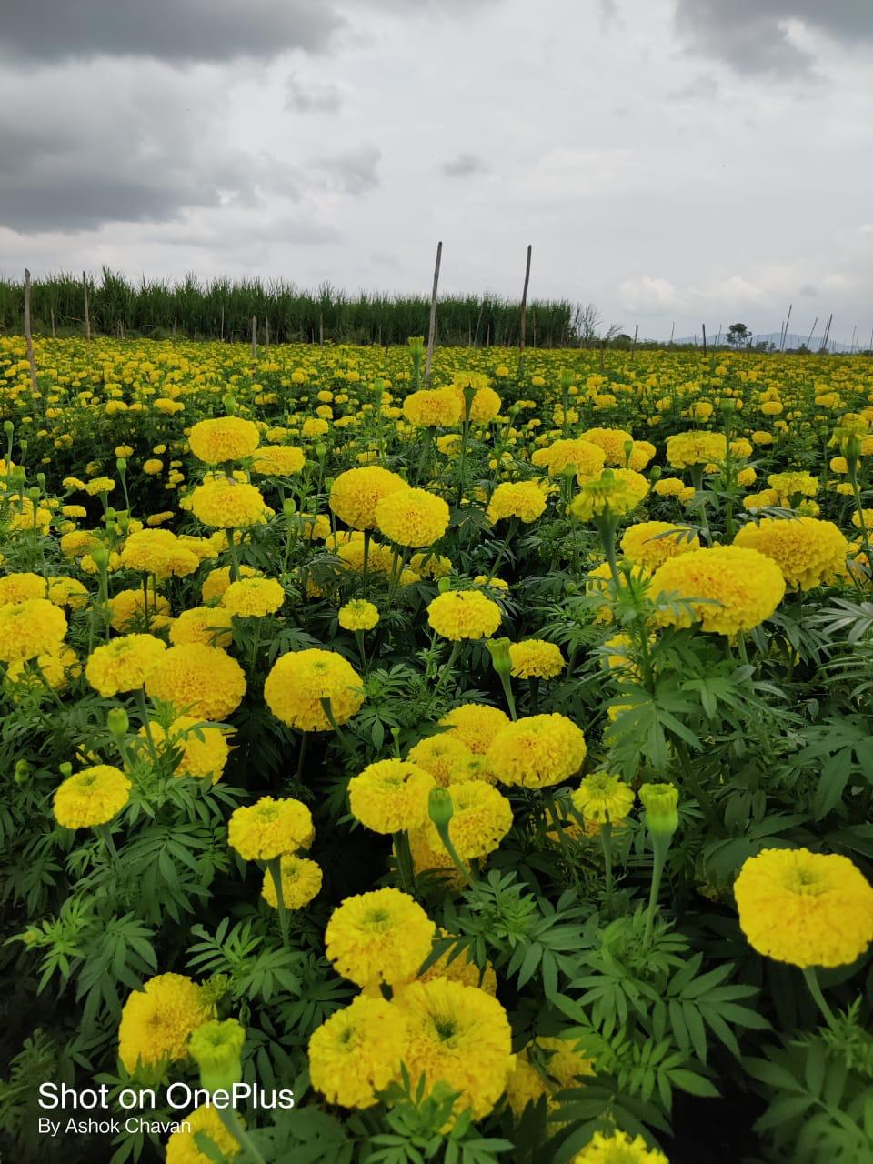 Yellow Star Marigold Seeds - Sakata | F1 Hybrid | Buy Online at Best Price