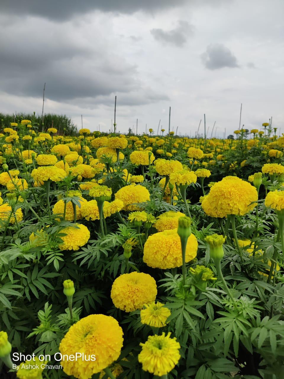 Yellow Star Marigold Seeds - Sakata | F1 Hybrid | Buy Online at Best Price