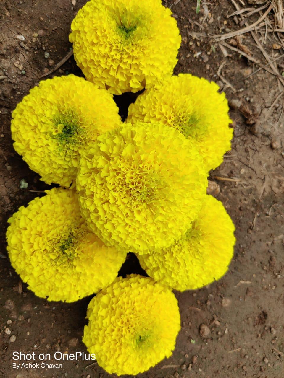 Yellow Star Marigold Seeds - Sakata | F1 Hybrid | Buy Online at Best Price