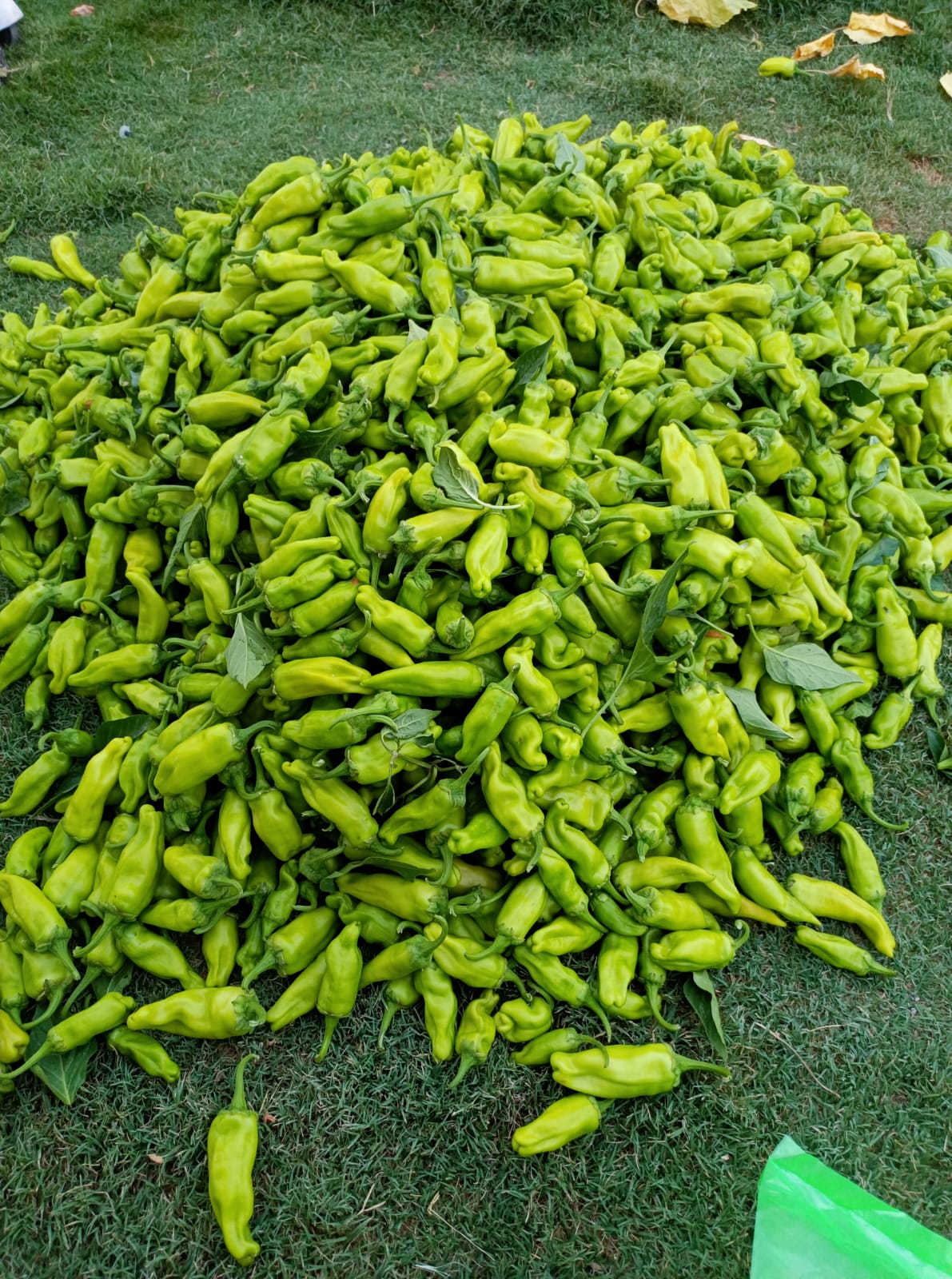 VNR-38 Chilli Seeds | F1 Hybrid | Buy Online at Best Price