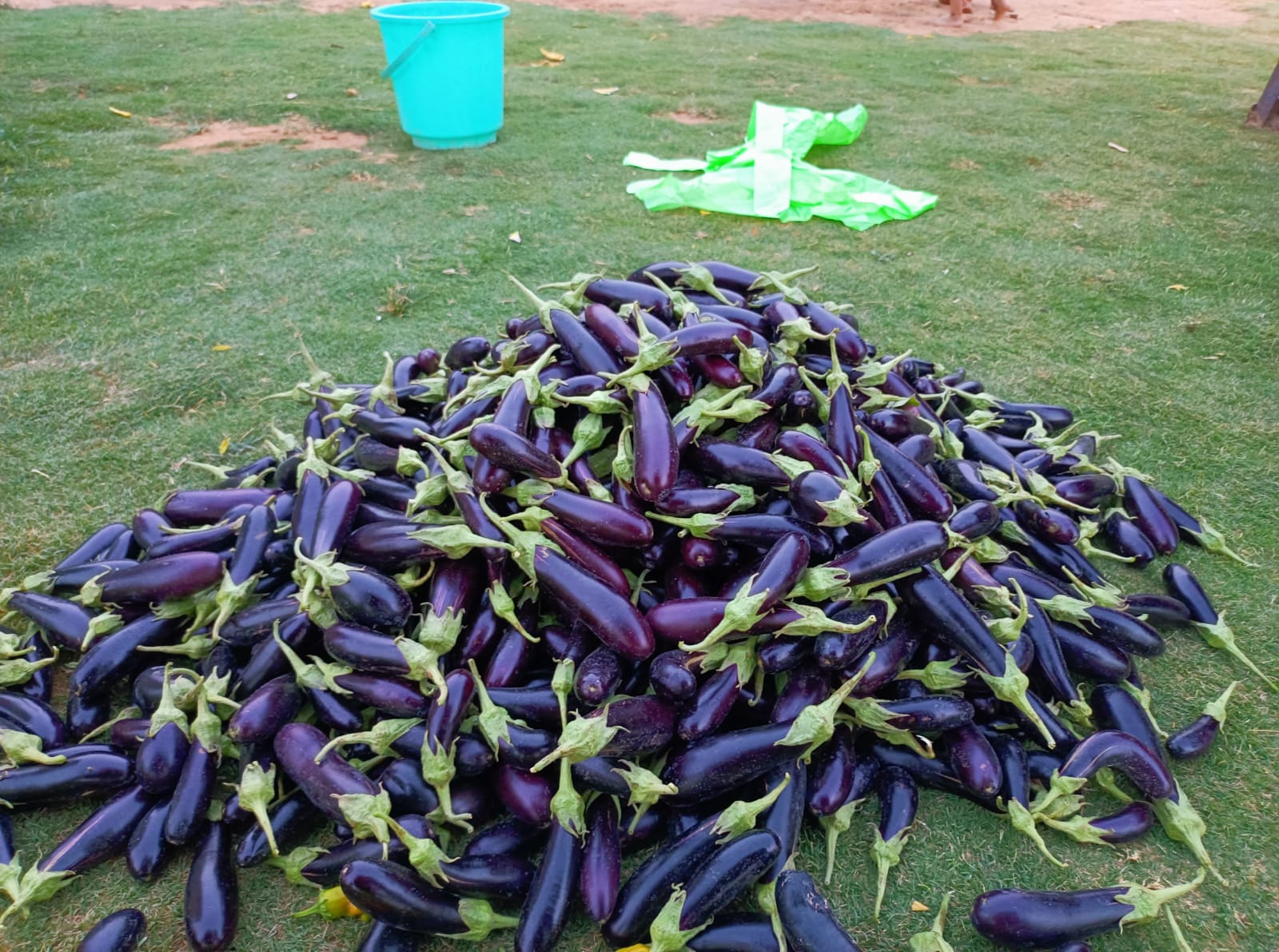 BSS 980 Arshabh Brinjal Seeds - Kalash | F1 Hybrid | Buy Online at Best Price