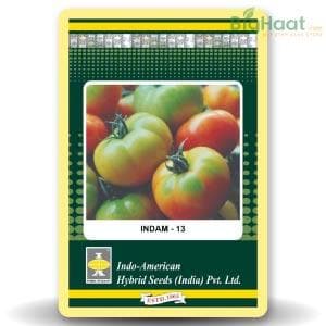 Indam Ruchi Gold Tomato Seeds - Indo American | F1 Hybrid | Buy Online at Best Price