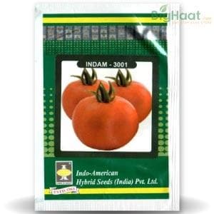 Indam Ruchi Gold Tomato Seeds - Indo American | F1 Hybrid | Buy Online at Best Price