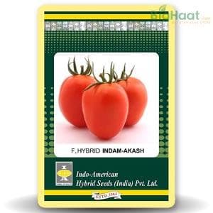 Indam Ruchi Gold Tomato Seeds - Indo American | F1 Hybrid | Buy Online at Best Price