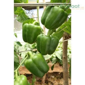 Bharat Capsicum Seeds - Indo American | F1 Hybrid | Buy Online at Best Price