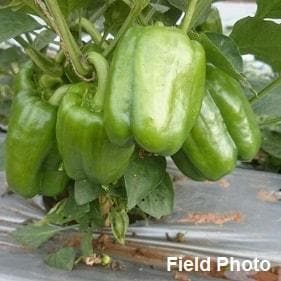 Indra Capsicum Seeds - Syngenta | F1 Hybrid | Buy Online at Best Price