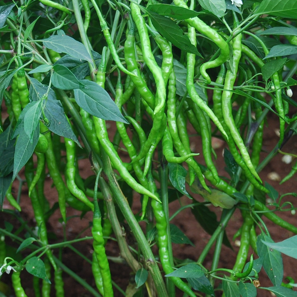 Sarpan Jwala Gold Chilli Seeds | F1 Hybrid | Buy Online at Best Price