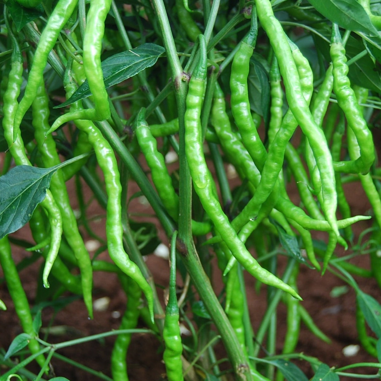 Sarpan Jwala Gold Chilli Seeds | F1 Hybrid | Buy Online at Best Price