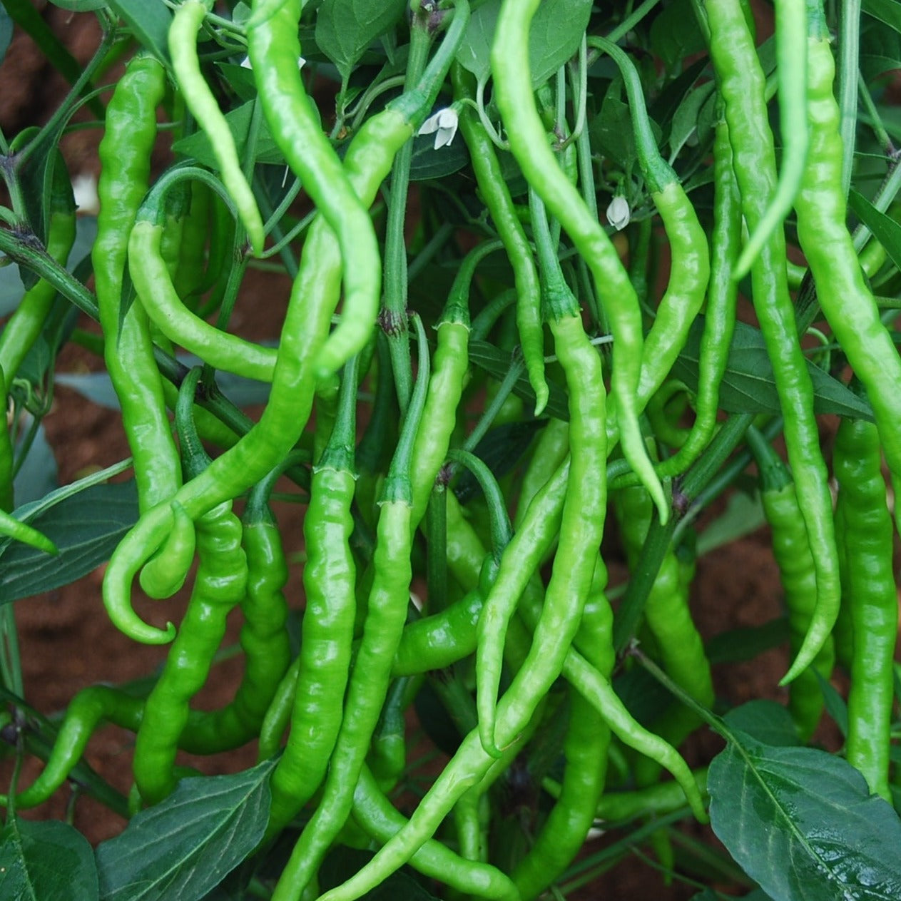 Sarpan Jwala Gold Chilli Seeds | F1 Hybrid | Buy Online at Best Price