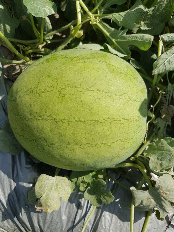 Jannat Watermelon Seeds - Known You | F1 Hybrid | Buy Online at Best Price