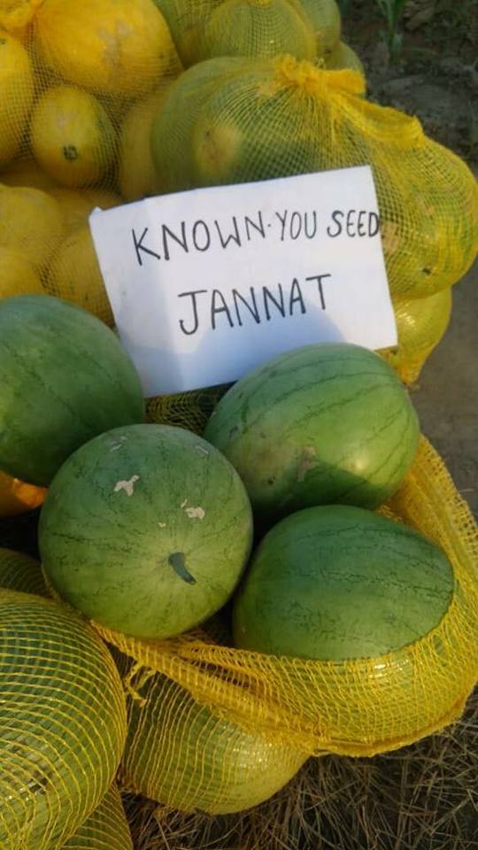 Jannat Watermelon Seeds - Known You | F1 Hybrid | Buy Online at Best Price