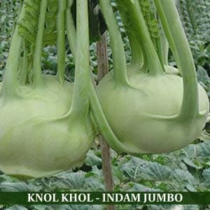 Indam Jumbo Knol Khol Seeds - Indo American | F1 Hybrid | Buy Online a…