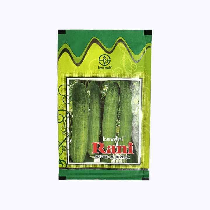 Rani Cucumber Seeds - Kaveri | F1 Hybrid | Buy Online at Best Price