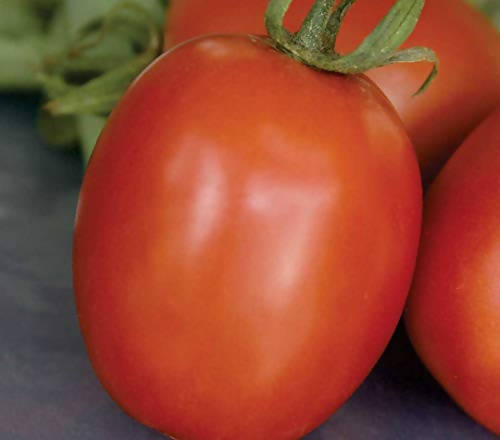 Indus 106 Tomato Seeds | F1 Hybrid | Buy Online at Best Price