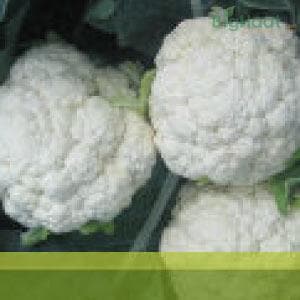 Lucky Cauliflower Seeds - Syngenta | F1 Hybrid | Buy Online at Best Price