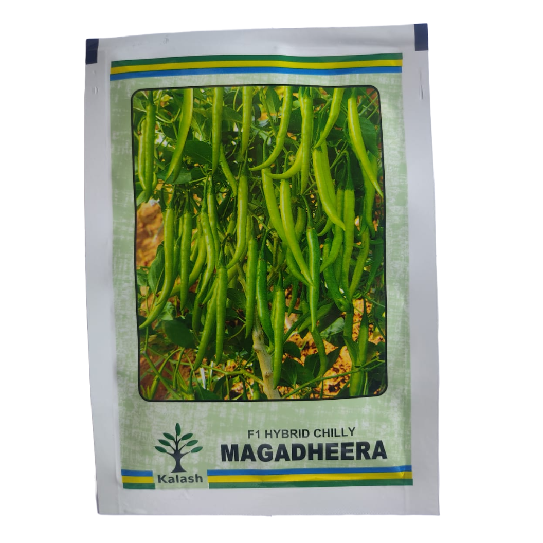 KSP - 1354 Magadheera Chilli Seeds - Kalash | F1 Hybrid | Buy Now