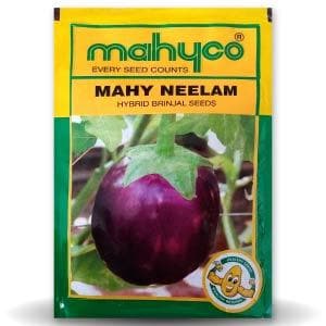 MAHY Neelam Brinjal Seeds - Mahyco | F1 Hybrid | Buy Online Now