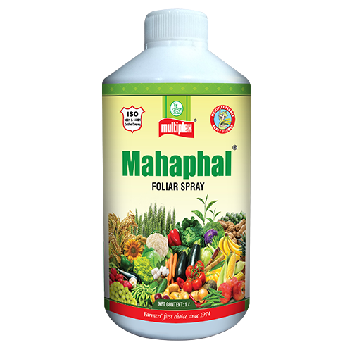 Mahaphal - Multiplex | Buy Online at Best Price - DesiKheti