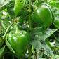 ndus 1201 Capsicum Seeds | F1 Hybrid | Buy Online at Best Price