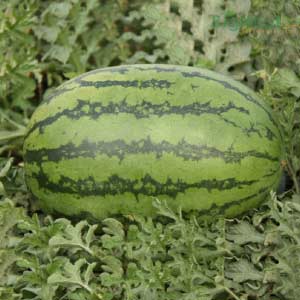 NS 777 Watermelon Seeds - Namdhari | F1 Hybrid | Buy Online at Best Price