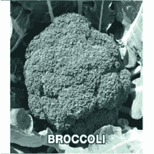 NS 1253 Broccoli Seeds - Namdhari | F1 Hybrid | Buy Online at Best Price