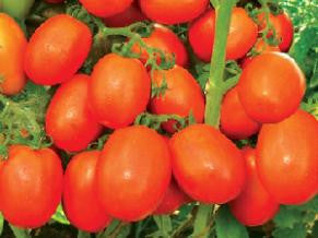 NS 2535 Tomato Seeds - Namdhari | F1 Hybrid | Buy Online at Best Price