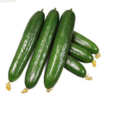 NS 499 (KUK 9 / 45) Cucumber Seeds - Namdhari | F1 Hybrid | Buy Online at Best Price